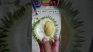 kerantungan, durian hutan kalimantan yg memiliki rasa khas. #hutan #borneo #sapeborneo #buah #fruit