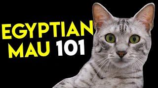 Egyptian Mau Cat 101 - Learn ALL About Them!