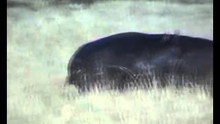 young lions harassing a hippo Sept 2010. wmv