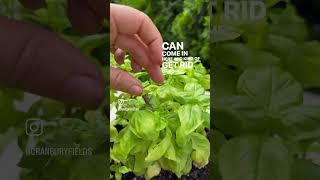 How to have Basil all summer long ! Kelly Lehman. #kellylehman #basil #beginnergardening