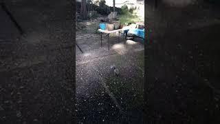 Nuts Drop for the Squirrel Tribe #funny