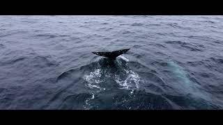 INCREDIBLE Whale Watching Experience in Dana Point, California!