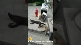 Прикол! Когда жена застукала с любовницей