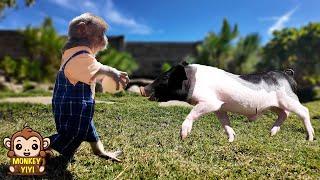 Monkey YiYi and piglet Ủn Ỉn helps Grandpa harvest eggs