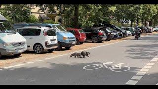 Waschbären erobern Vorderen Westen in Kassel