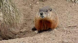 Woodchuck (Marmota monax)