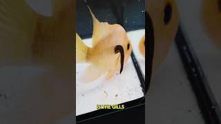 What happens if a leech meets a large fish? #interesting
