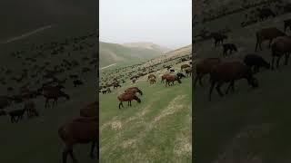 Hissar sheep graze in the mountains