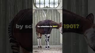 Amazing Okapi Facts You Didn't Know! #okapi #animalfacts #wildlife #nature #viralshort