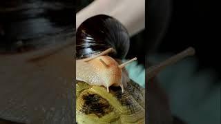 Гонки. Черепаха и улитка/Turtle and snail racing #shorts