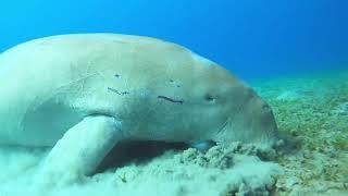 EGYPT. MARSA ALAM, ABU DABBAB. DUGONG.