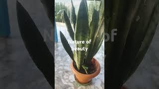 Mana di dori#sanke plants ##beauty of nature#snake plants growth#oxygen  plants evergreen #songlover