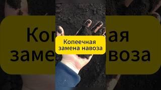 Копеечная замена навозу  #дача #огород #сад #садоводство