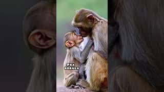 Nothing compares to the love of mother and child.  magnificent sight. Macaca. Macaque. Monkey. Love