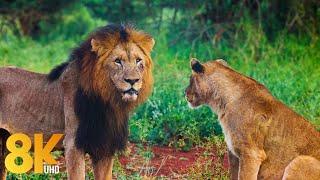 Wild Animals Of KwaZulu Natal, South Africa - Scenic Wildlife Film in 8K ULTRA HD