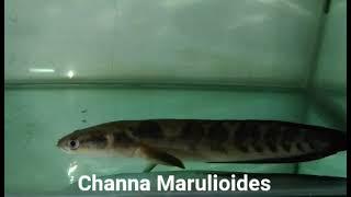 Channa Marulioides..!! #Snekehead Fish#