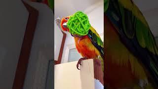  #parrot #aves #birds #sunconure #aratinga