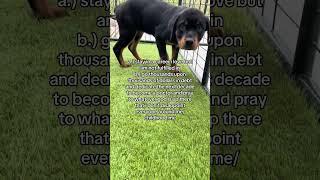 @rattsux am i supposed to be smart and rich enough for this #dog #doglover