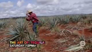 The Art of Casa Mexico Tequila