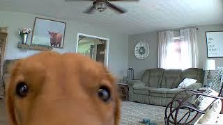 Golden Retriever discovers his puppy cam...