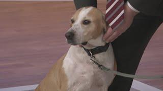 Pet Tails: Betsy at Jax Humane Society looking for family she can play, snuggle with