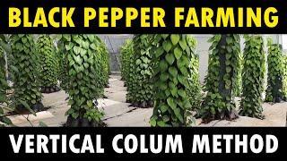 Vertical column Black Pepper Cultivation | Black Pepper Farming