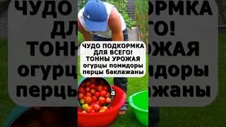 Собираю тонны помидор перцев огурцов только благодаря этой чудо подкормке #огород #дача #сад #урожай