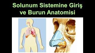 Solunum Sistemine Giriş ve Burun Anatomisi Yüksel AYDAR