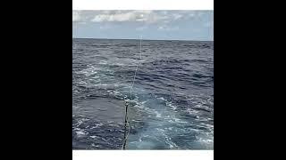 Lady musgrave black marlin