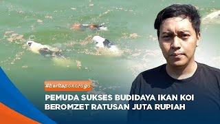 PONOROGO - Pemuda Sukses Budidaya Ikan Koi Beromzet Ratusan Juta Rupiah