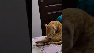  Leo's grooming time #cat #catlover #catfamily #kitten #kittycat #videoediting #catlover #mycat