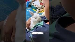 This family rescued a newborn rabbit and then this happened...