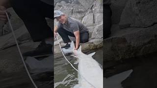 Catching some prehistoric giants!  #fishing #fish #rivermonster #outdoors #sturgeon #river #uglystik
