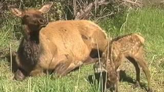 Wapiti - The Majestic Elk Of North America - Full Version.m4v.m4v