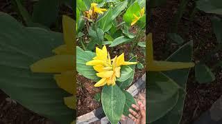 Multicolor Bougainvillea #plantsgarden #shortsvideo