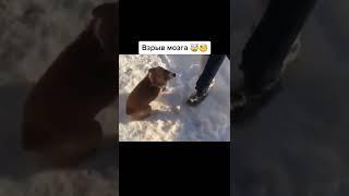 взрыв мозга#shorts