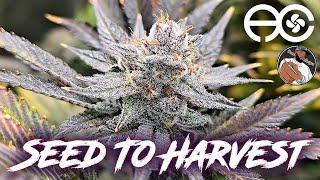 HOW I GREW THE BEST ORGANIC CANNABIS WITH WATER ONLY!!!  - Seed To Harvest | AC Infinity EVO4