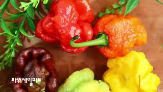 세상에서 제일 매운 고추! 하바네로 / 캐롤라이나리프 / 부트졸로키아 habanero / Carolina Reaper /  Bhut Jolokia