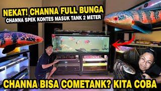 NEKAT!! COBA COMETANK CHANNA FULL BUNGA DI TANK 2 METER