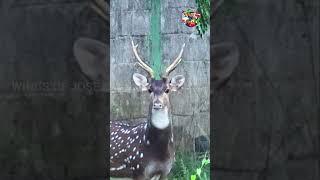 DEAR LOVE DEER | WINGS OF JOSE UP | #trending #wingsofjoseup #youtube #deer #wildlifephotography