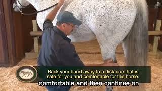 Masterson Method®: Horses and tension in the hocks