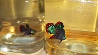 Wild Imbellis Betta original VS imbellis Hybrid