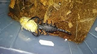 Forest scorpion vs. giant roach