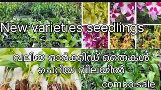 New varieties orchids| Dendrobium seedlings| combo offer sale