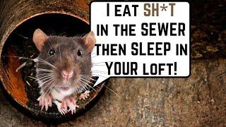 RATS EAT SH*T and then LIVE IN YOUR HOME!!! - STOP RATS 100% GUARANTEED!