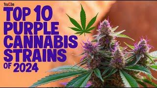 Top 10 Purple Cannabis Strains of 2024