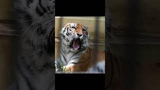 釧路市動物園アムールトラ・ココアのあくび！