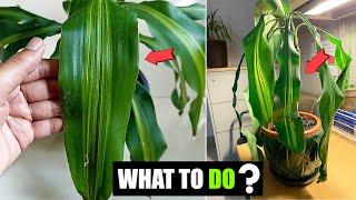 Corn plant leaves drooping and curling | Dracaena leaves drooping