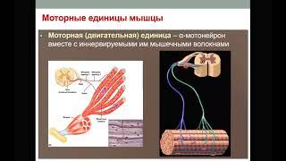 Физиология мышц. Часть 1. Скелетная мышца как орган