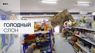 Голодный слон устроил настоящий переполох в продуктовом магазине в Таиланде